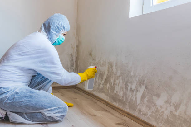 Professional Mold Removal in Burlingame, CA